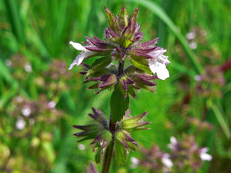 Stachys arvensis / Stregonia dei campi
